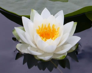 Lotus Flower